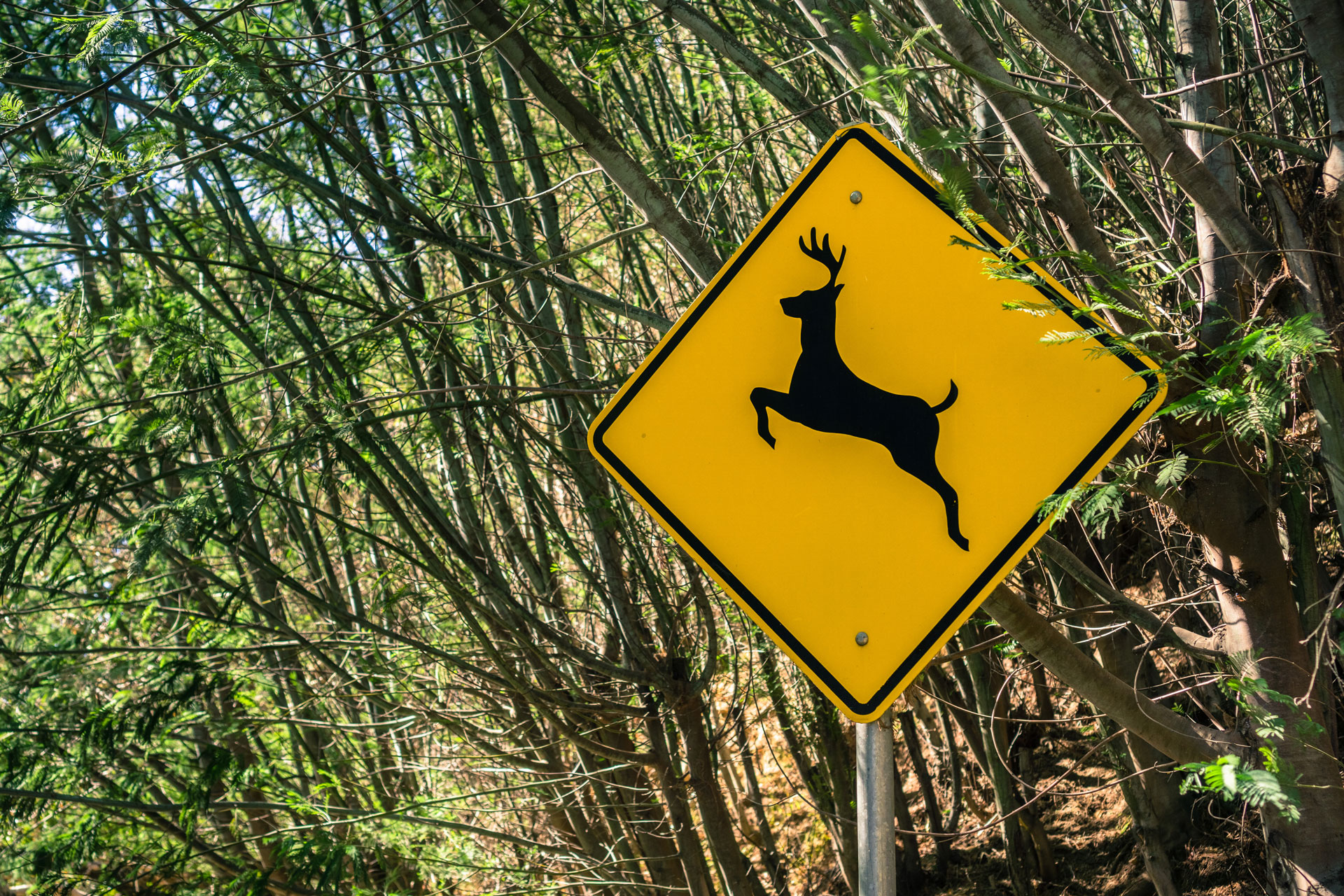 A Sign Warning People That Deer May Run Across The 2021 09 03 10 48 30 Utc 