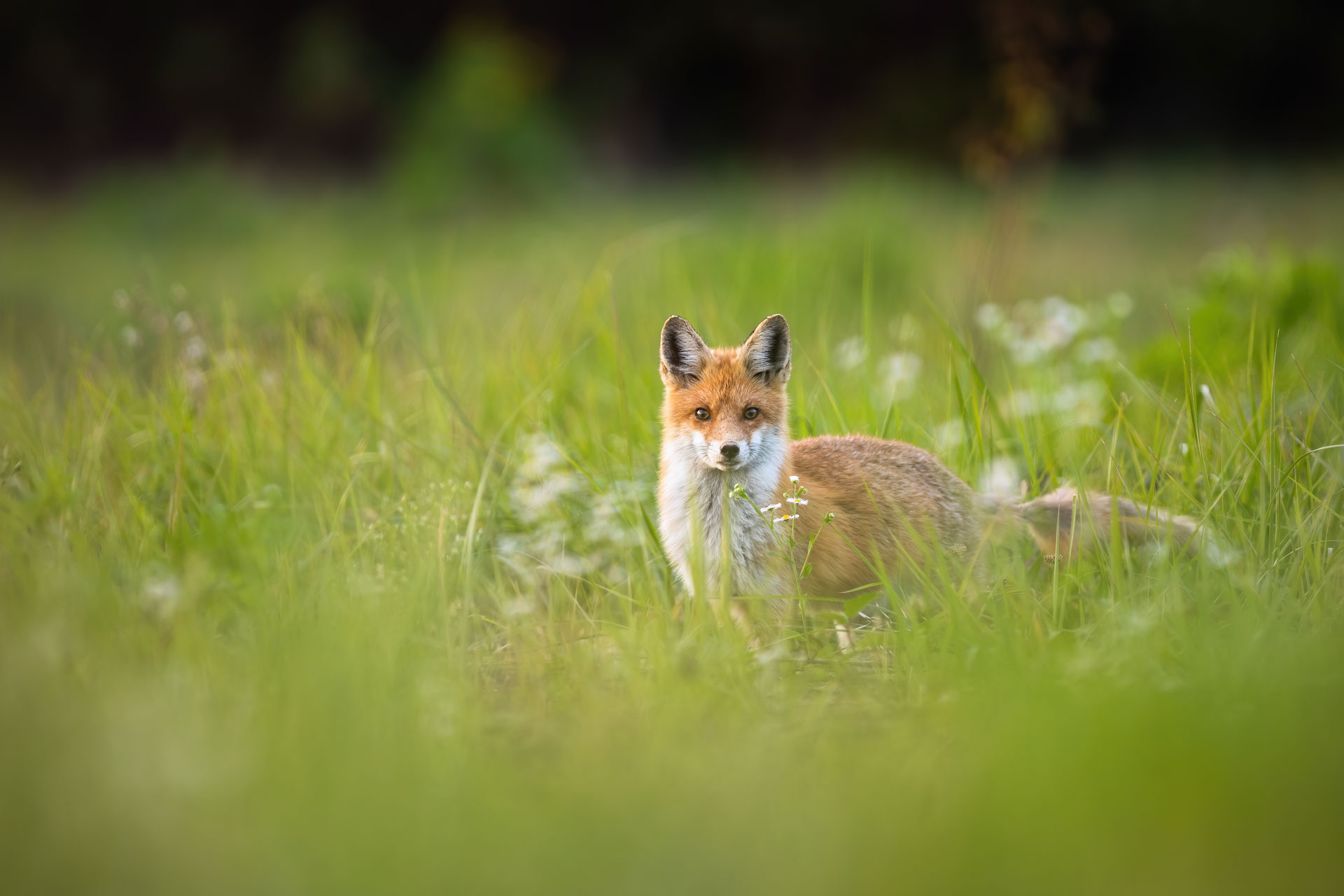 fox in a meadow