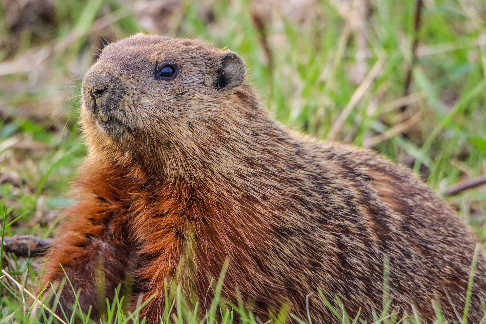groundhog in the grass