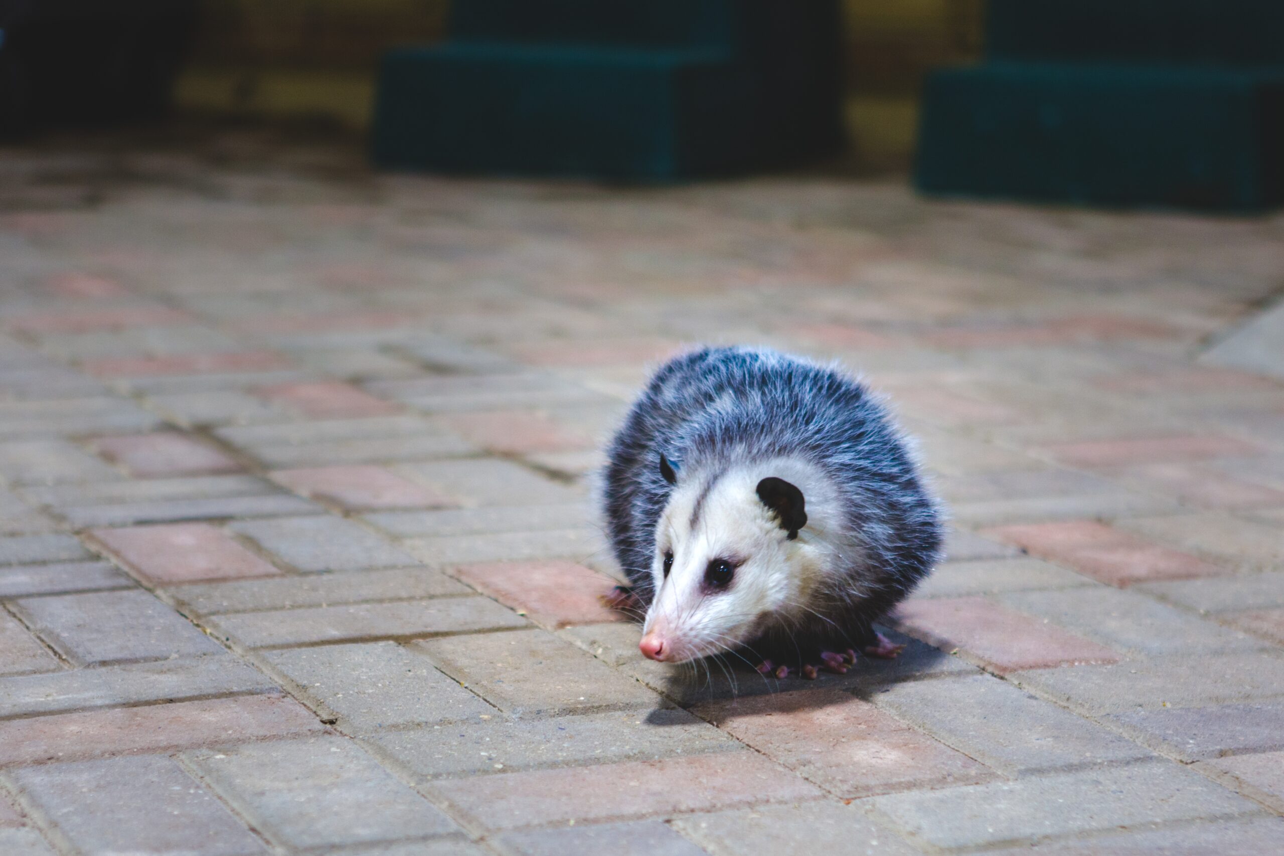 opossum