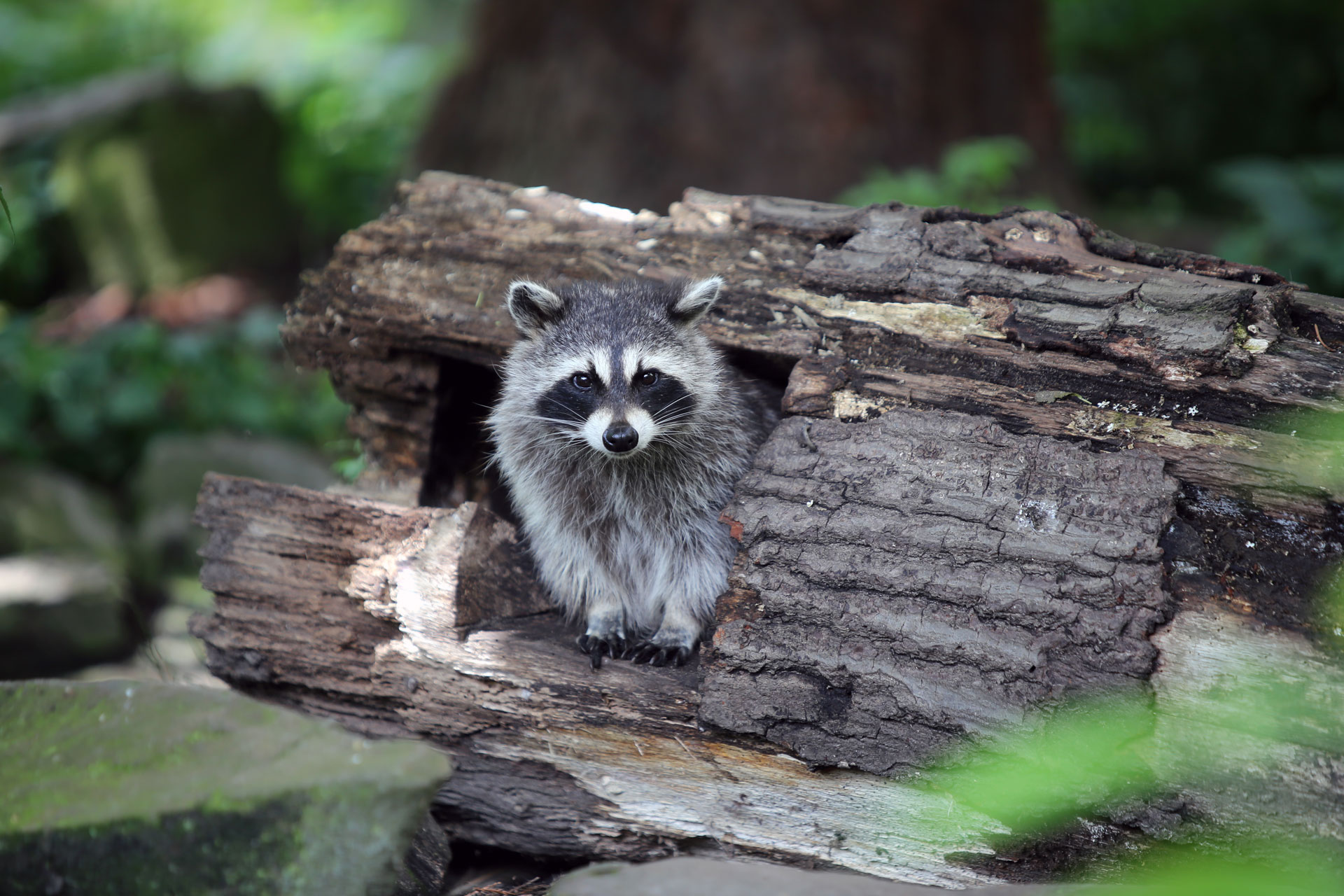 raccoon in a log