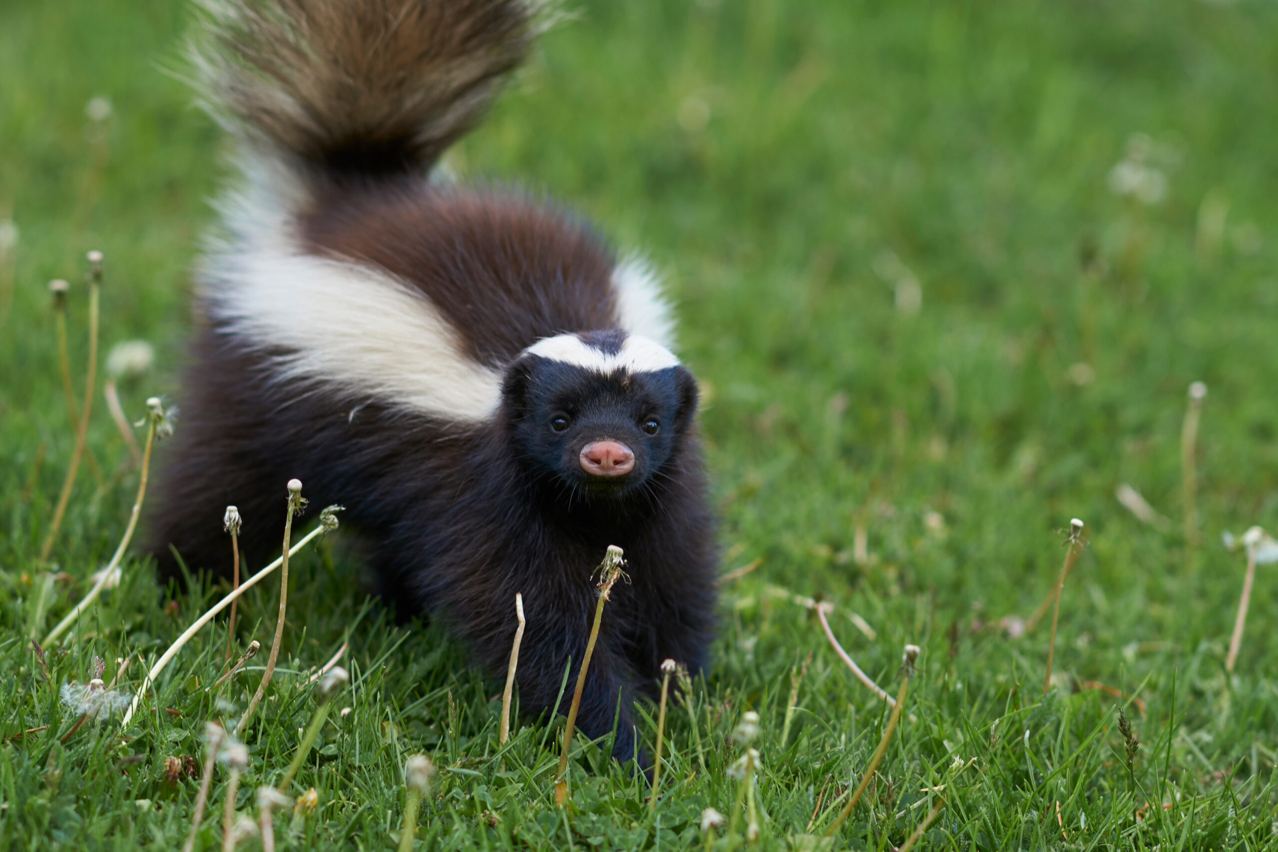 skunk removal