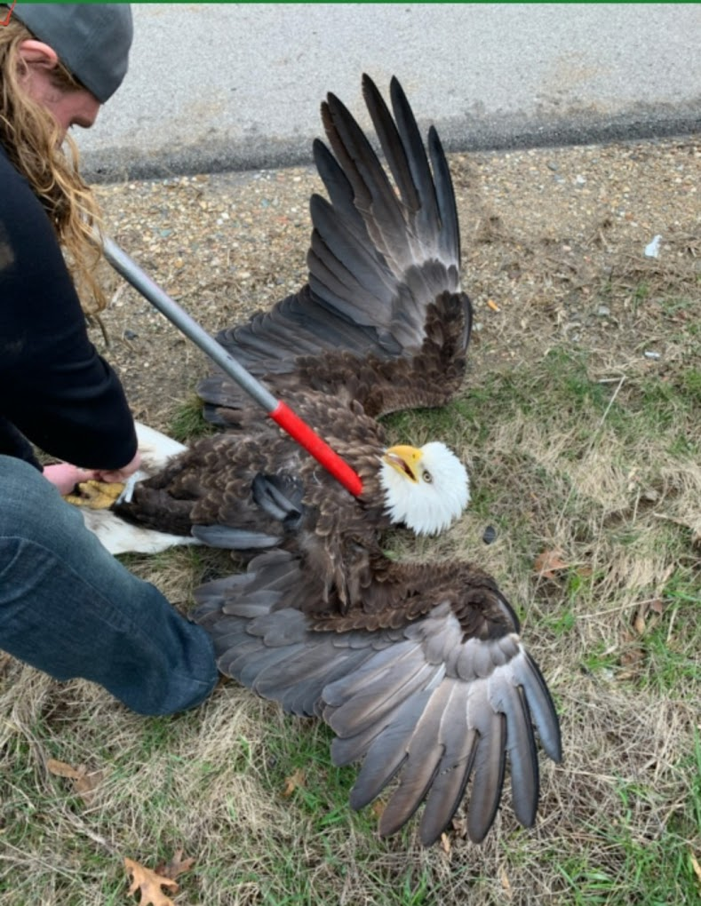 michiana wildlife rescuing an injured bald eagle with an animal control pole