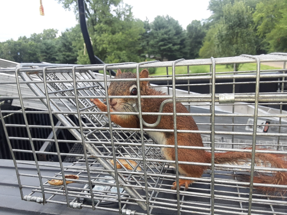 chipmunk trapping by michiana wildlife