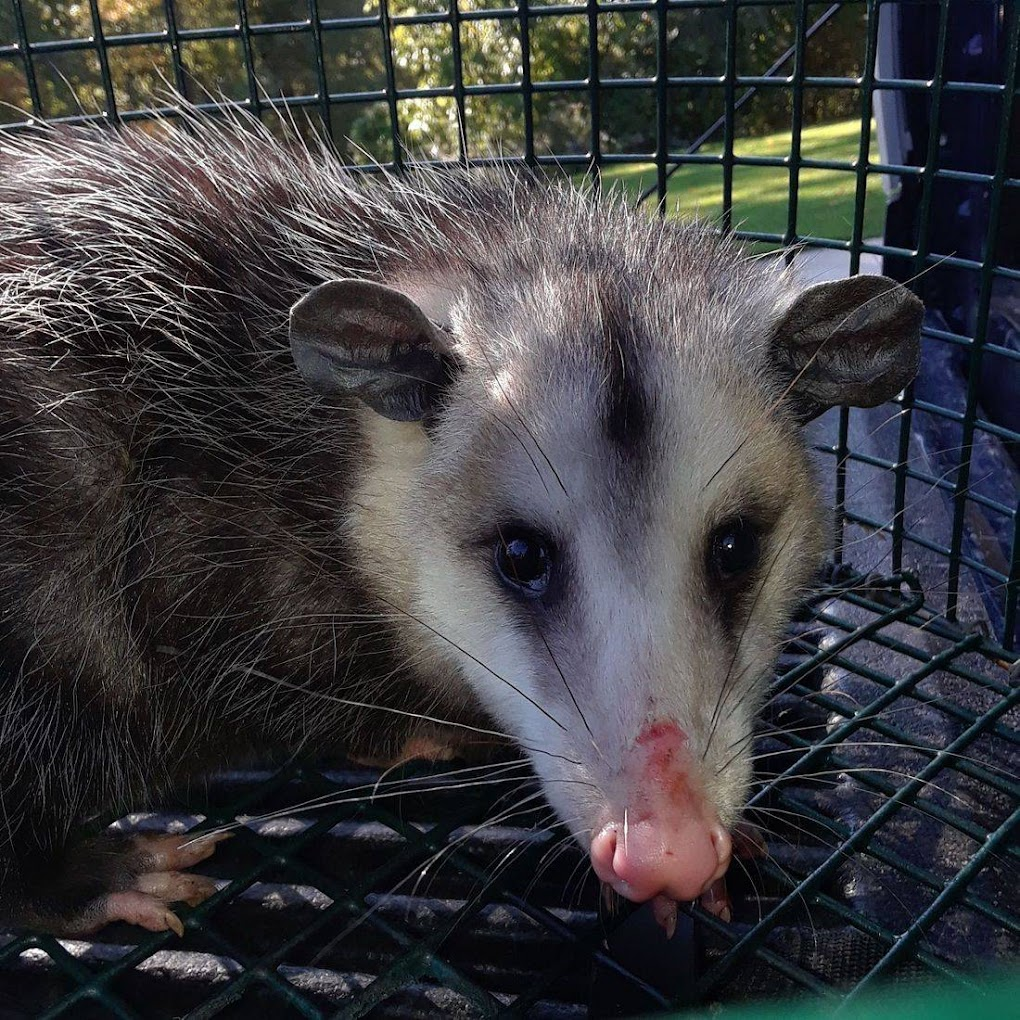 opossum trapping by michiana wildlife