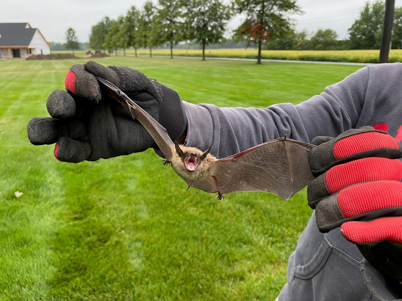 wildlife removal specialist holding a captured bat with gloves